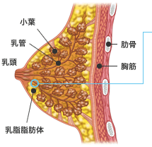 乳房のしくみとがんの種類