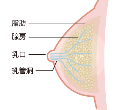 図：乳房の構造と名称