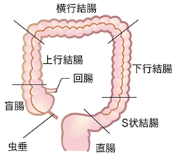 図：大腸の構造と名称