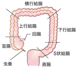 大腸がん 代表的な5がん がんについて がん対策推進企業アクション