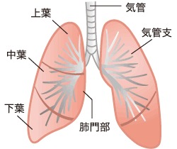 図：肺の構造と名称