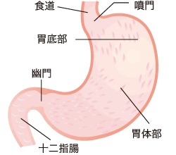 図：胃の構造と名称