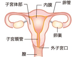図：子宮の構造と名称