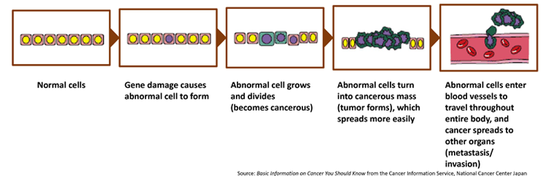 copying errors in cells (genes mutate)